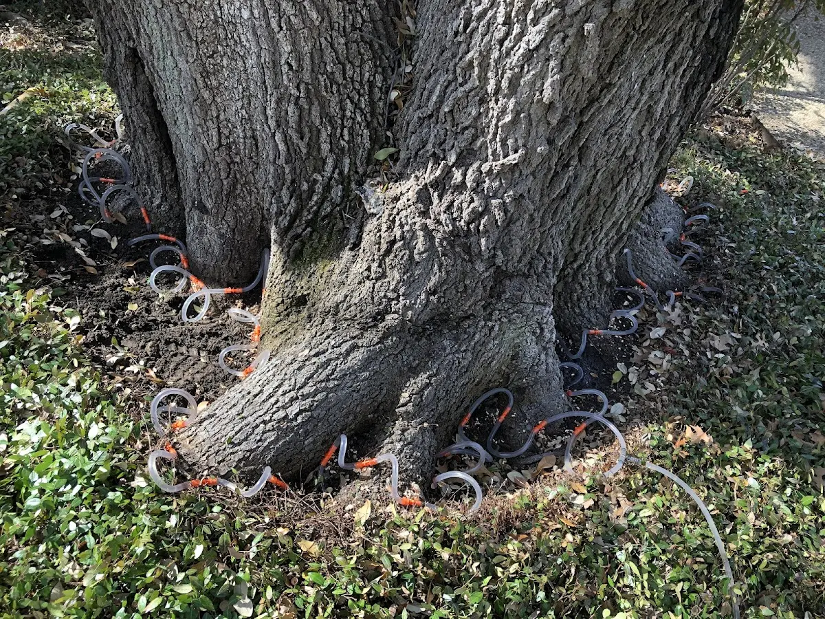 Detailed Tree Cabling and Bracing job site in King William
