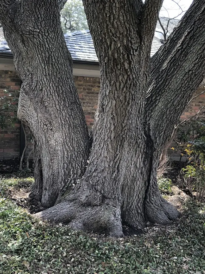 Mature heritage tree close to a King William property cared for by certified arborists